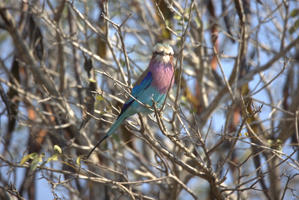 Lilac-breasted Roller - ML620805543