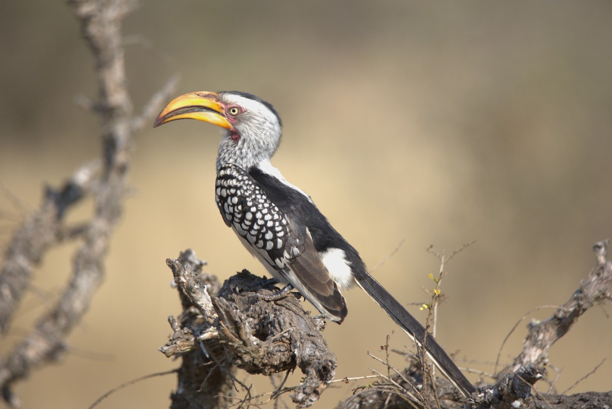 Southern Yellow-billed Hornbill - Megan Miller