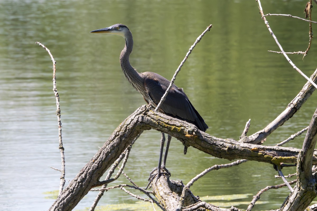 Great Blue Heron (Great Blue) - Rosie Lynn