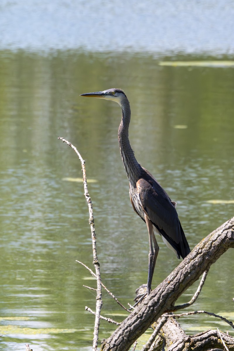 Great Blue Heron (Great Blue) - ML620805547