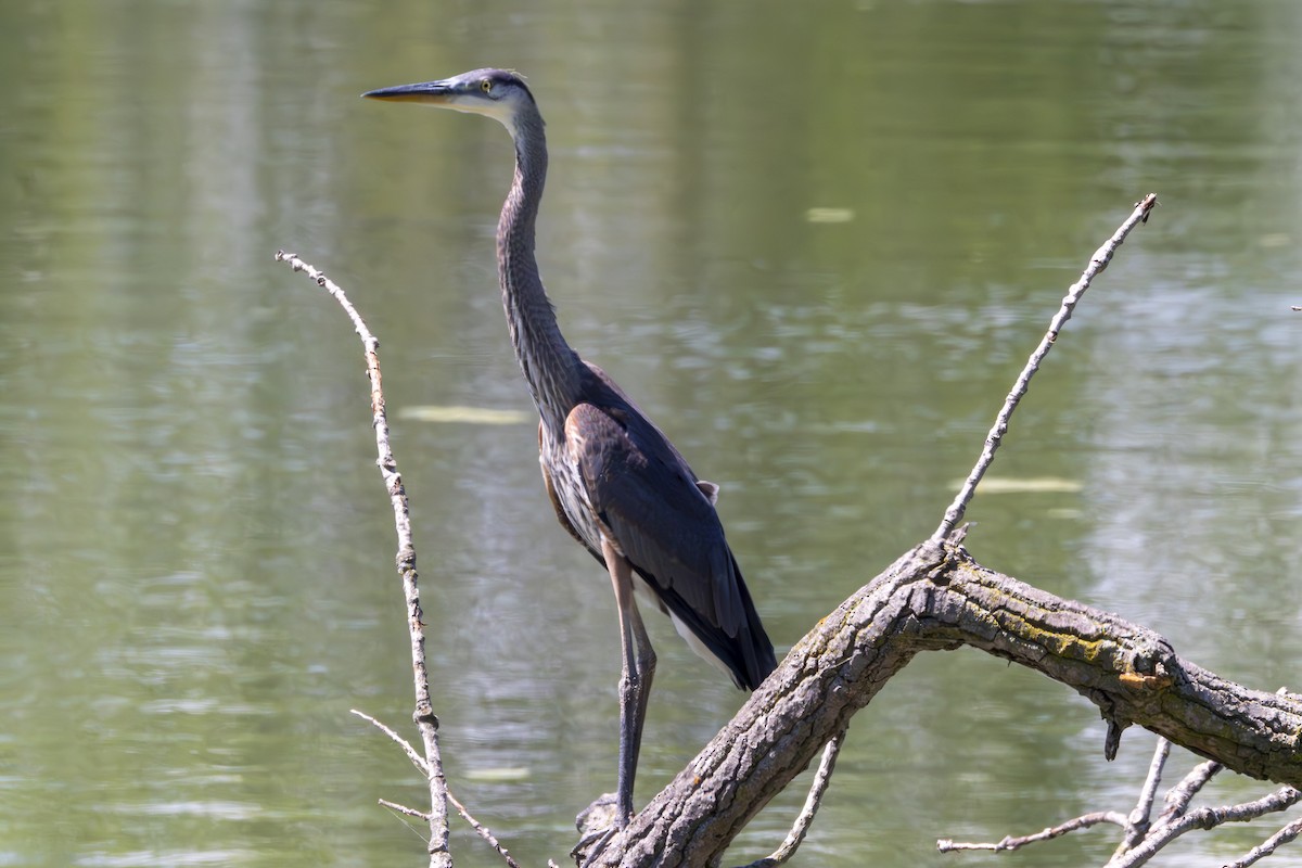 Great Blue Heron (Great Blue) - ML620805548