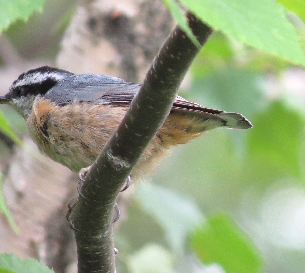 Red-breasted Nuthatch - ML620805549