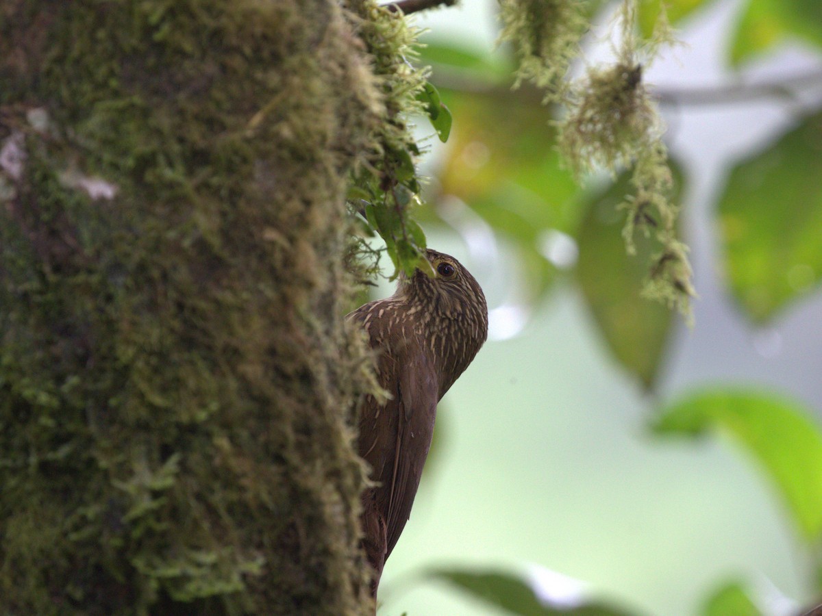 Montane Woodcreeper - ML620805551