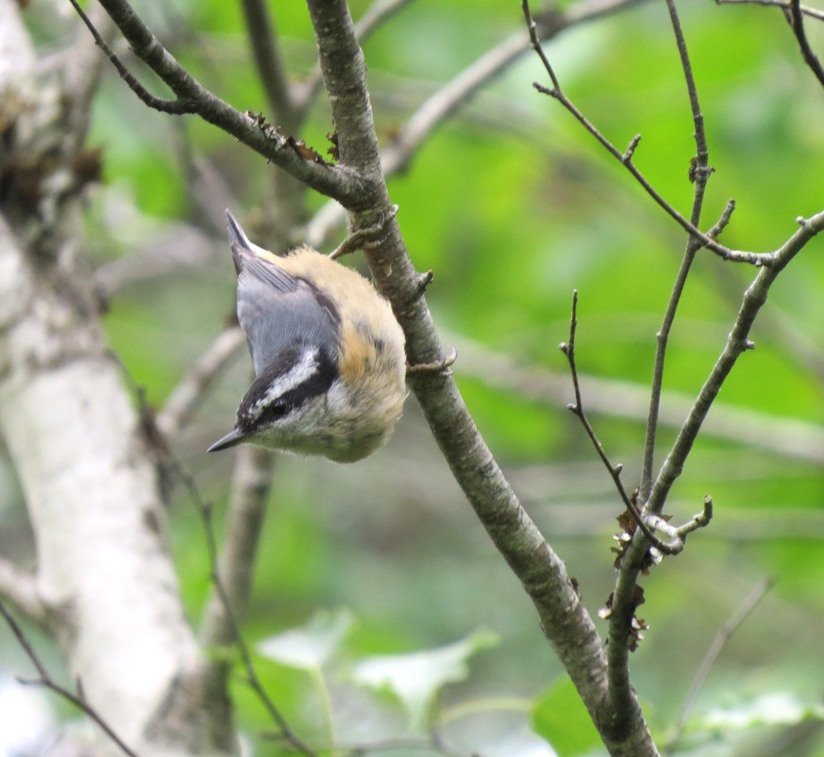 Red-breasted Nuthatch - ML620805552