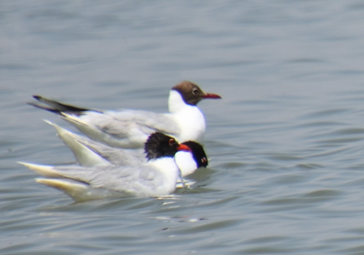 Black-headed Gull - ML620805560