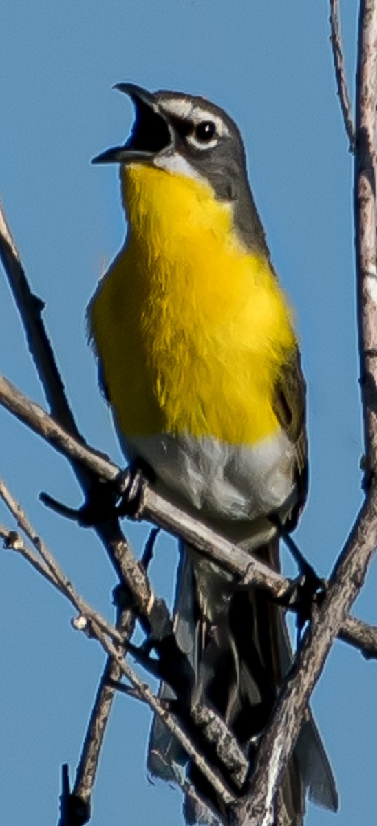 Yellow-breasted Chat - Craig Ensign