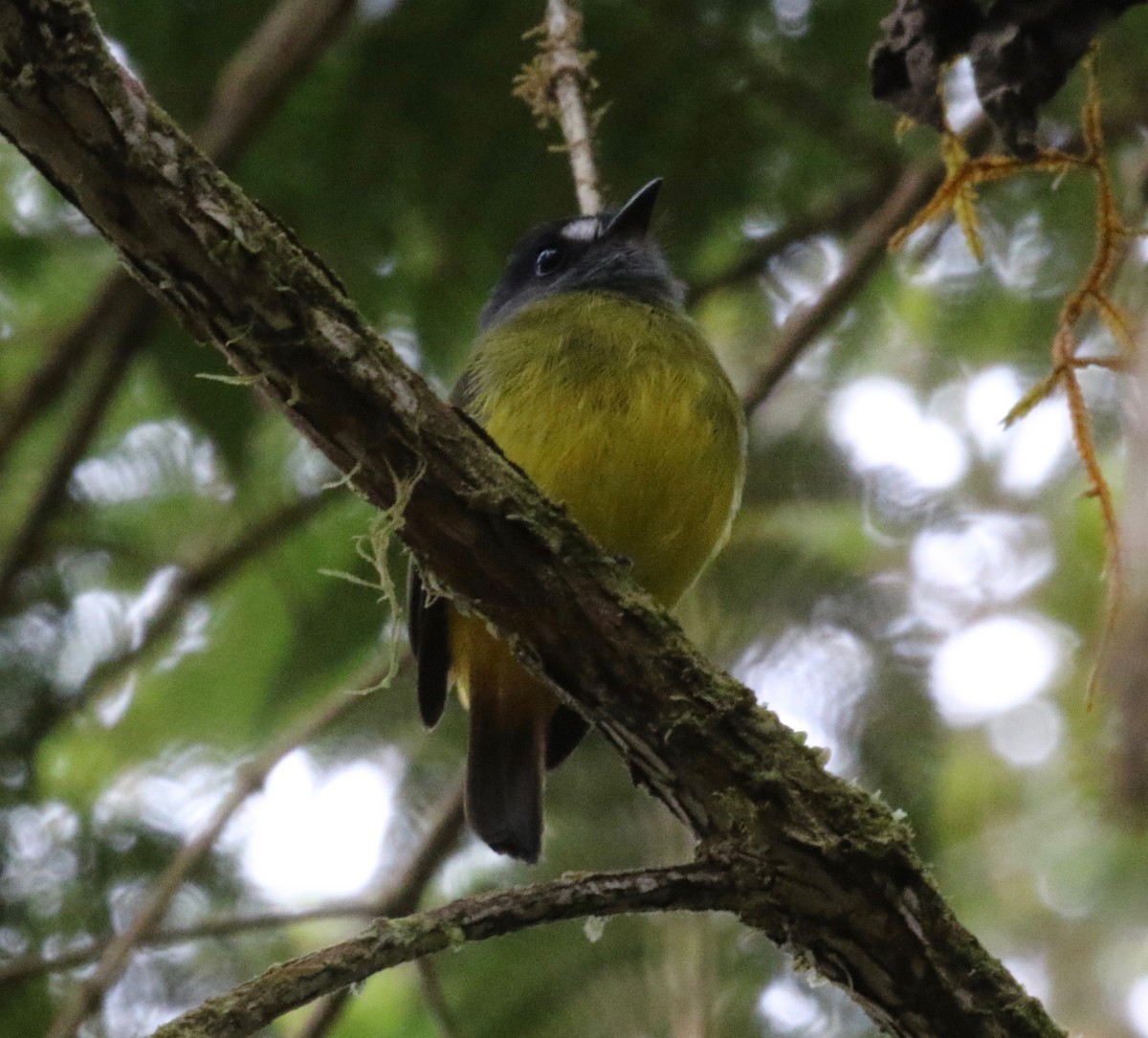 Ornate Flycatcher (Western) - ML620805563