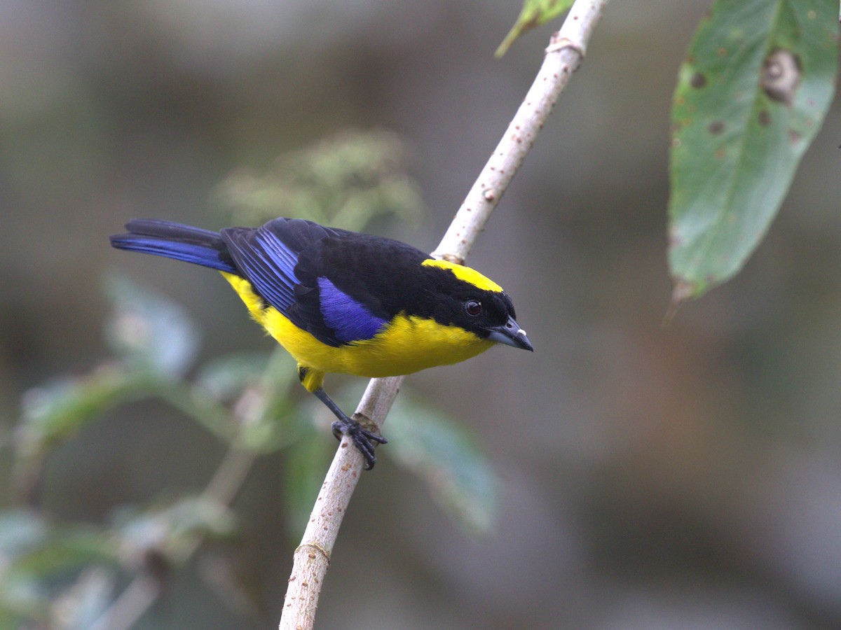 Blue-winged Mountain Tanager (Blue-winged) - ML620805565