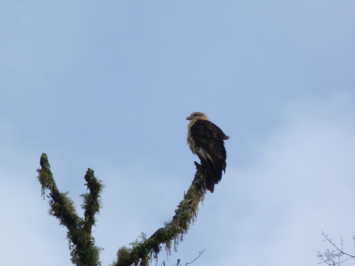 Yellow-headed Caracara - ML620805566