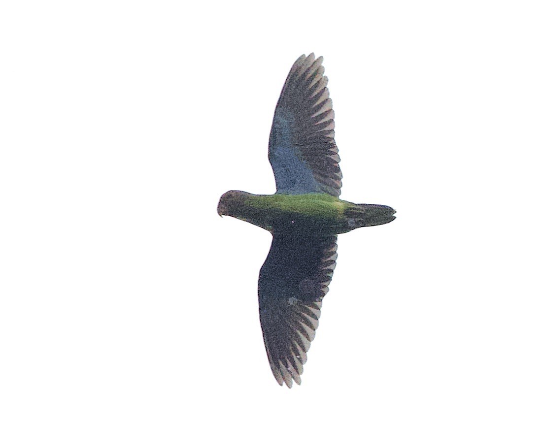 Double-eyed Fig-Parrot - ML620805578