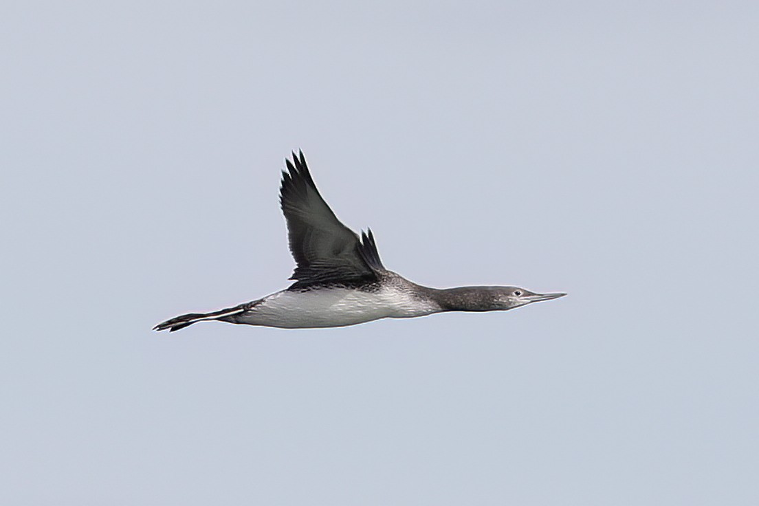 Red-throated Loon - ML620805579