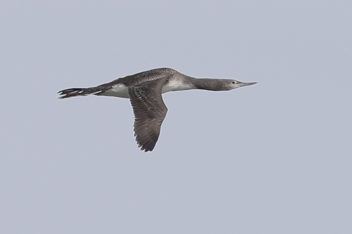 Red-throated Loon - ML620805580