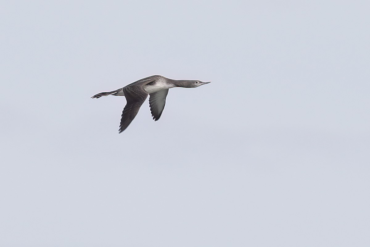 Red-throated Loon - ML620805582