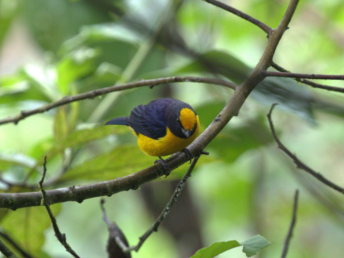 Orange-bellied Euphonia - ML620805586