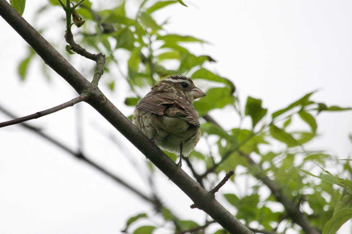 Rose-breasted Grosbeak - ML620805587