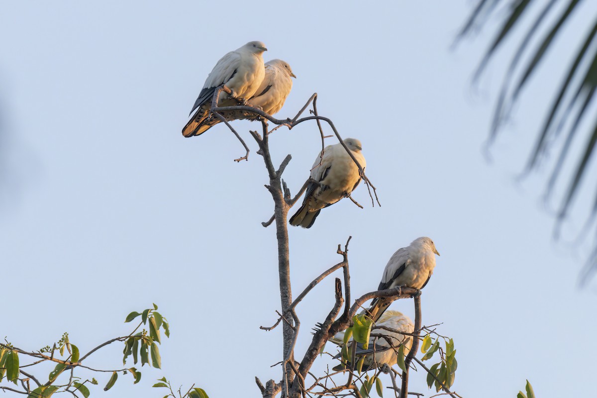 Torresian Imperial-Pigeon - ML620805592