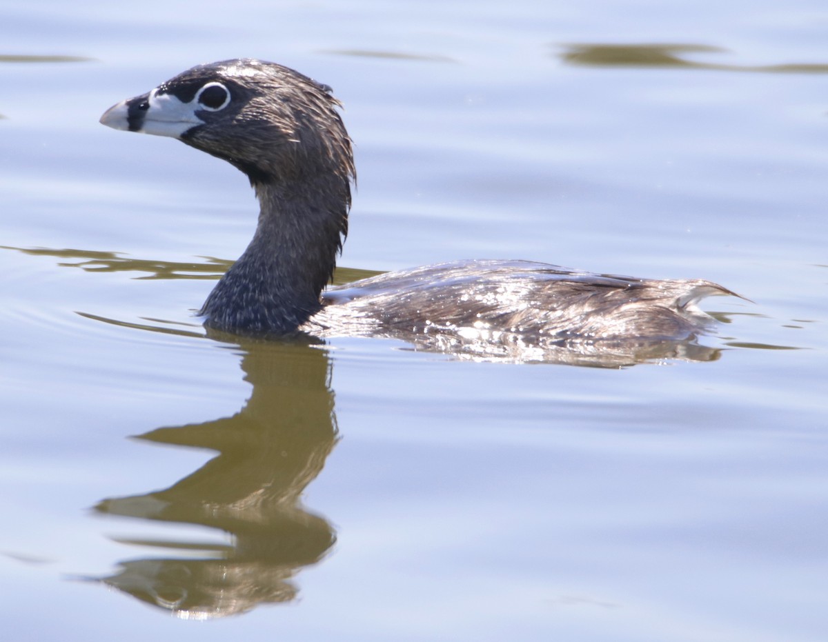 Pied-billed Grebe - ML620805599