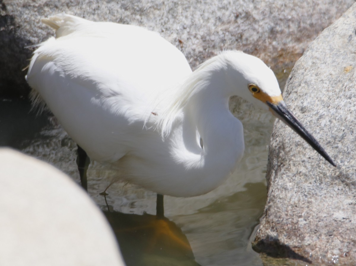 Snowy Egret - ML620805600