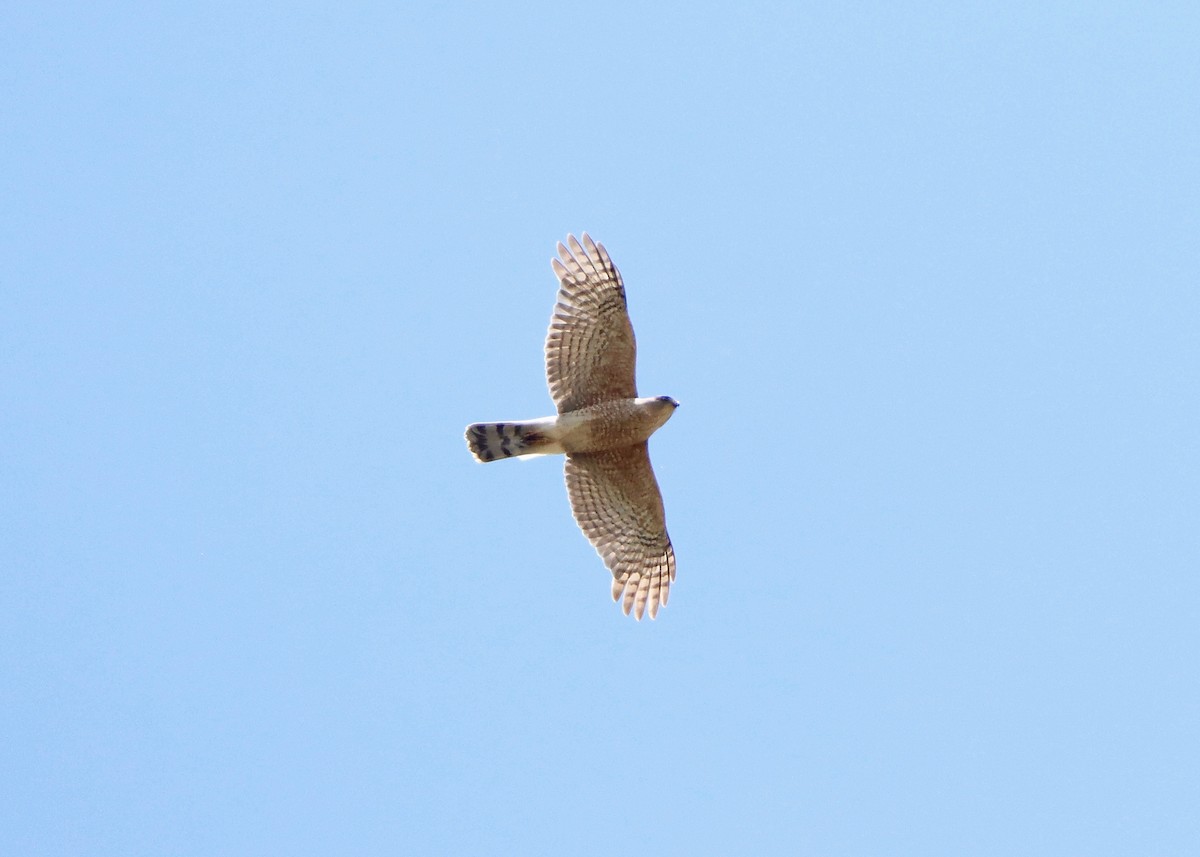 Cooper's Hawk - ML620805606