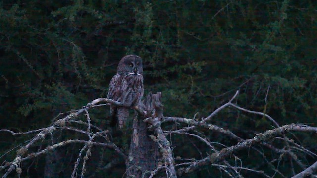 Great Gray Owl - ML620805613