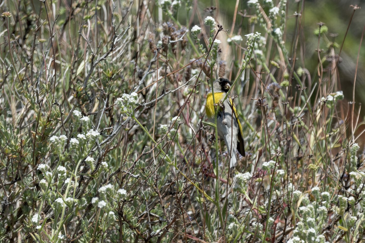 Lawrence's Goldfinch - ML620805618