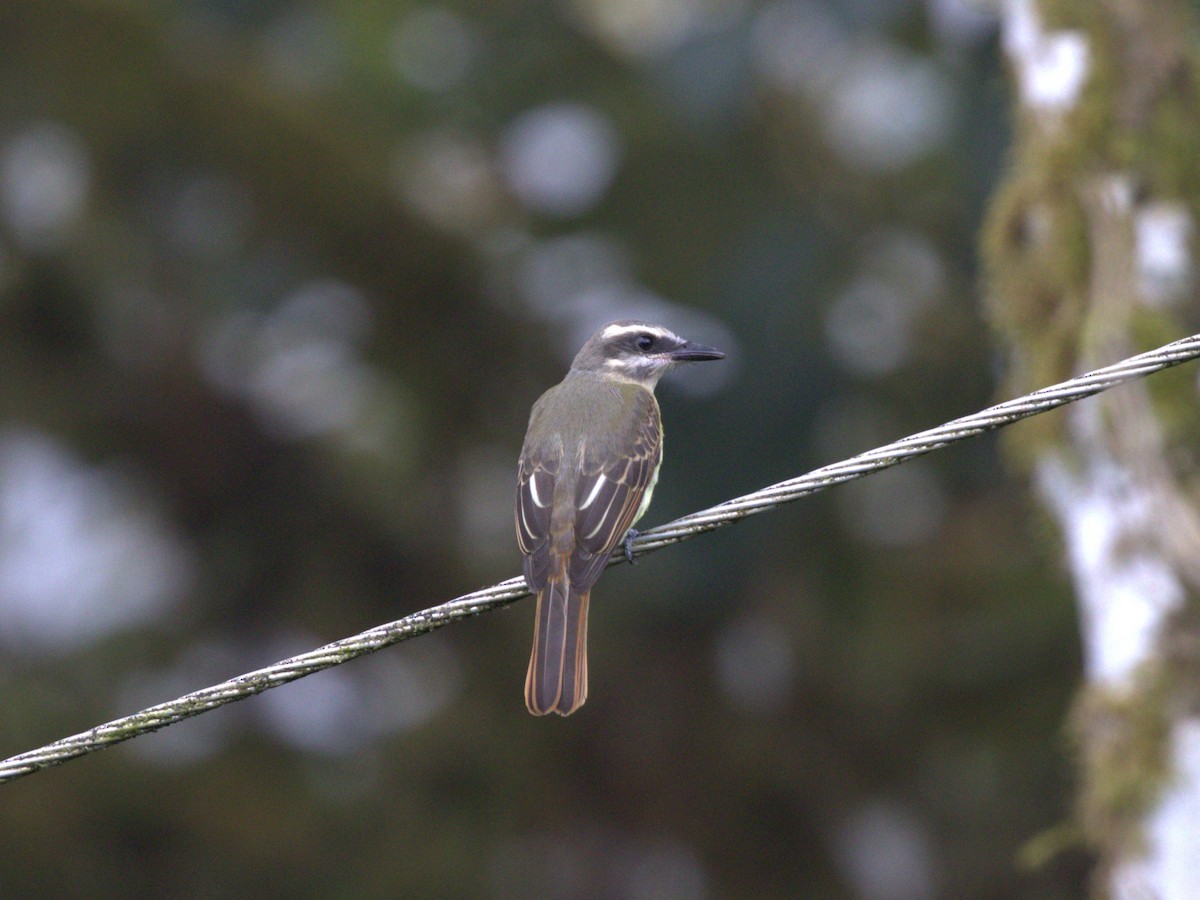 Golden-bellied Flycatcher - ML620805623