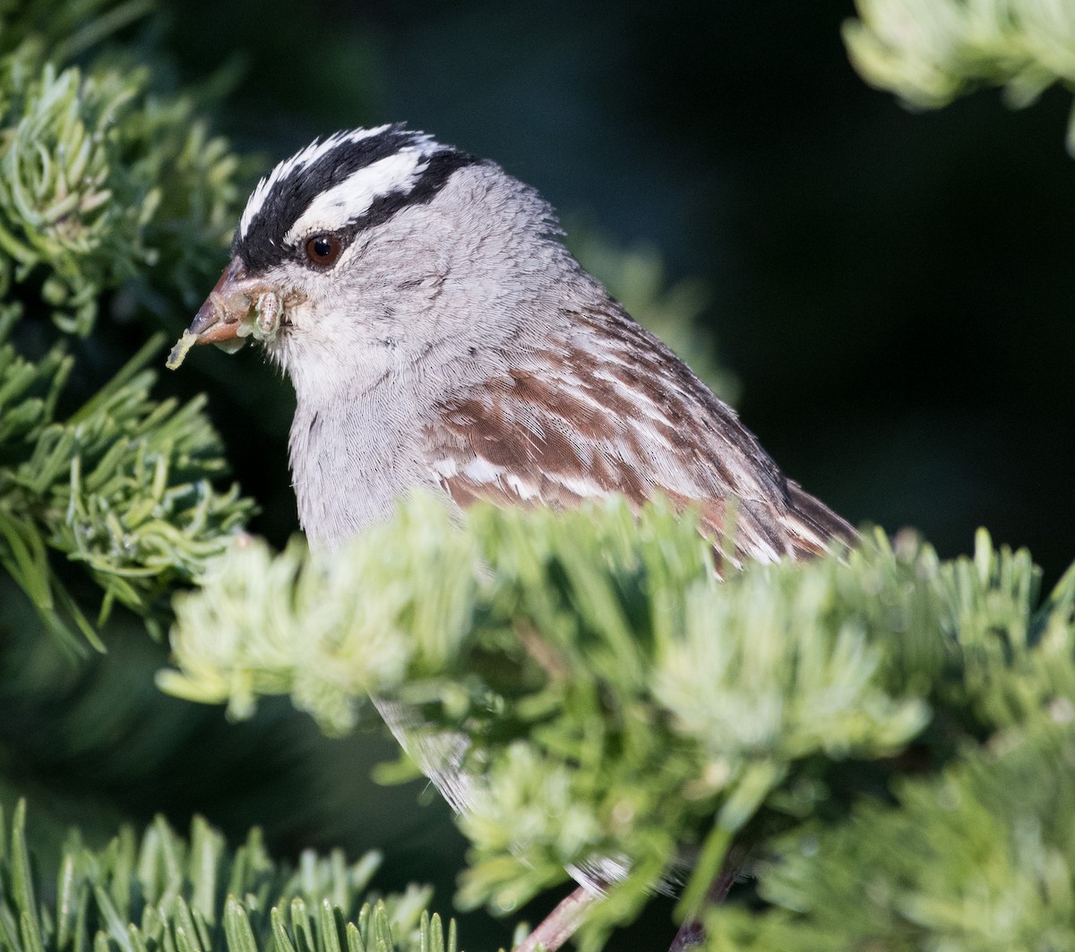 White-crowned Sparrow - ML620805627