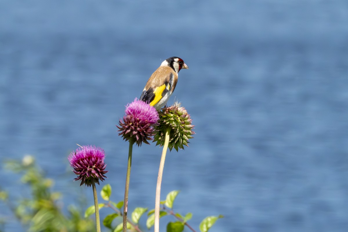 European Goldfinch - ML620805630