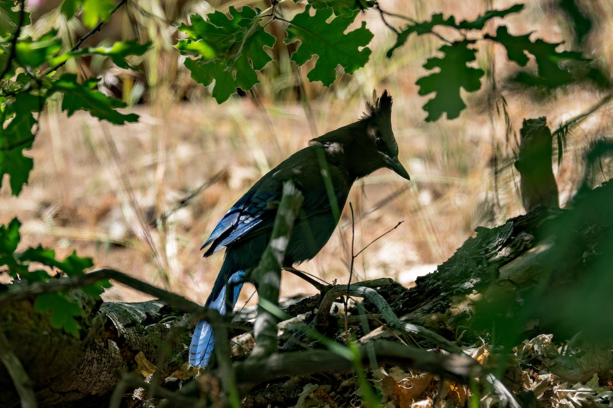 Steller's Jay - ML620805631