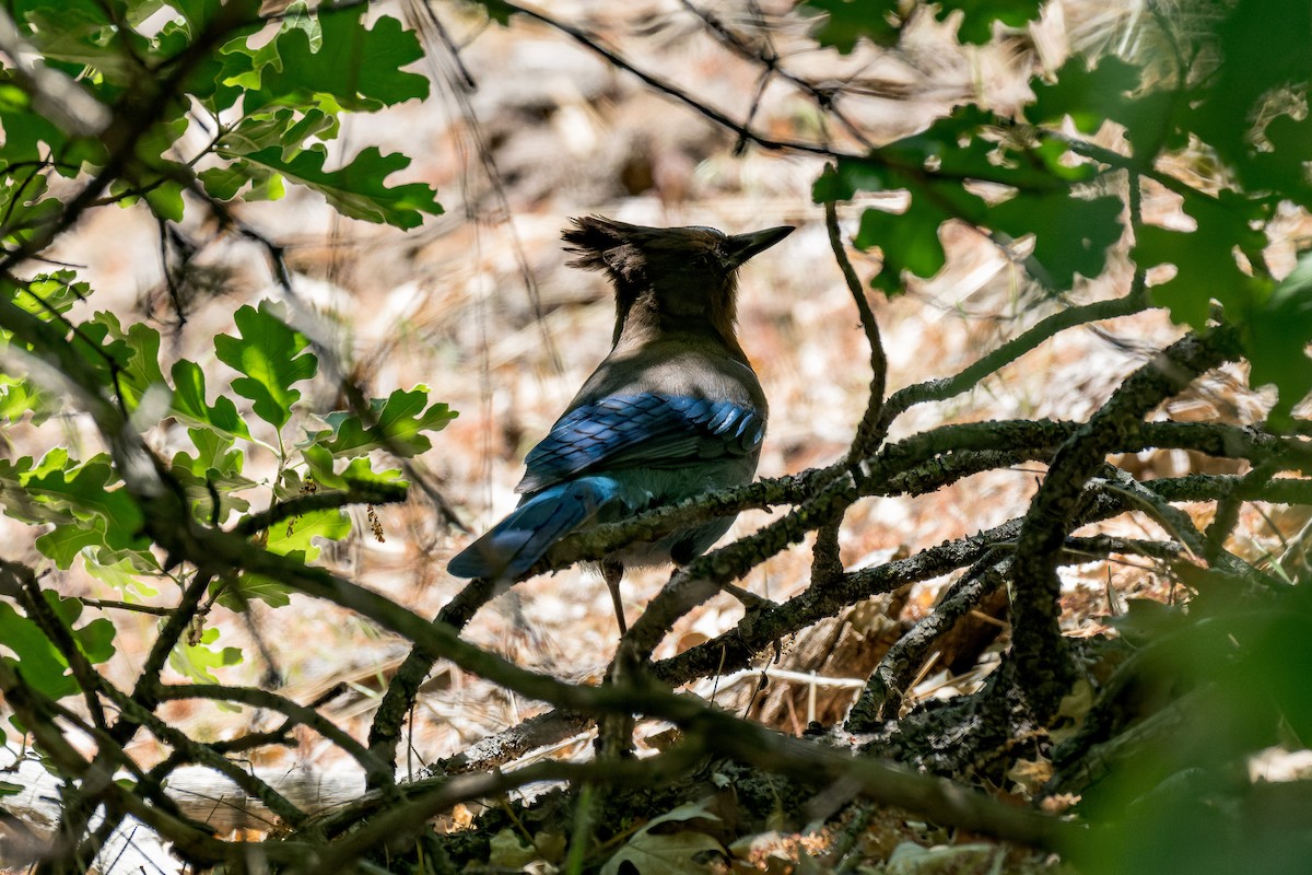 Steller's Jay - ML620805632