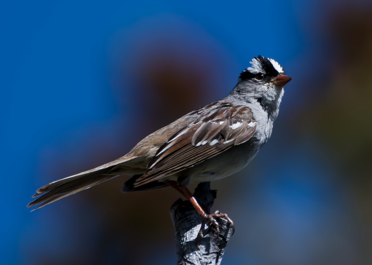 White-crowned Sparrow - ML620805633