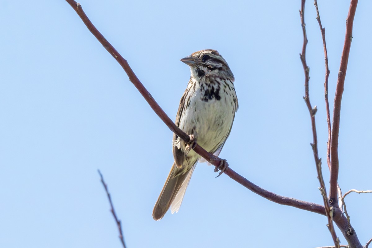 Song Sparrow - ML620805634