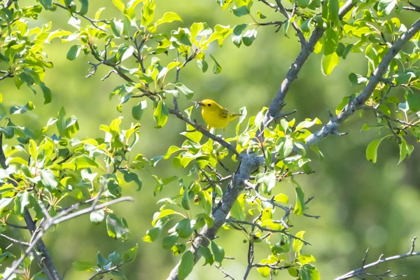 Yellow Warbler - ML620805635