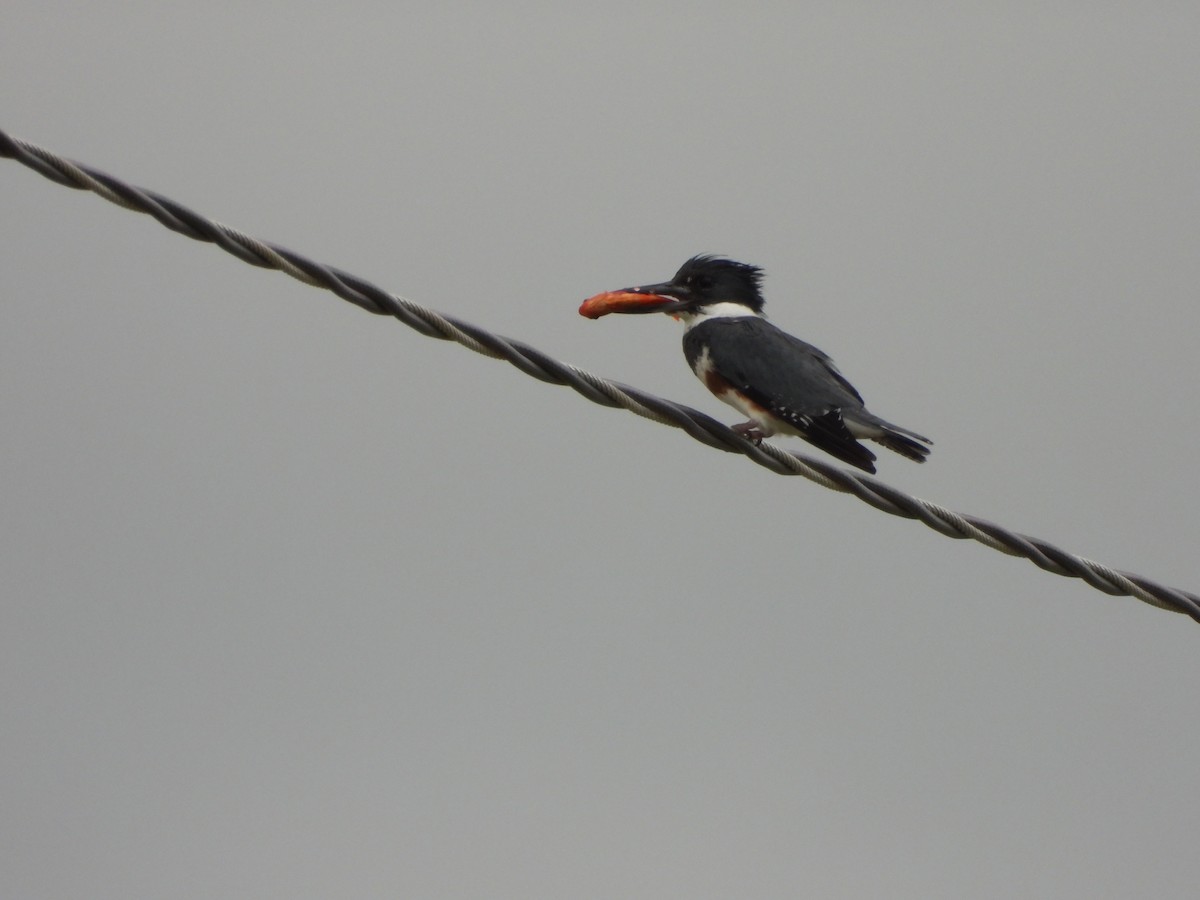 Belted Kingfisher - ML620805636