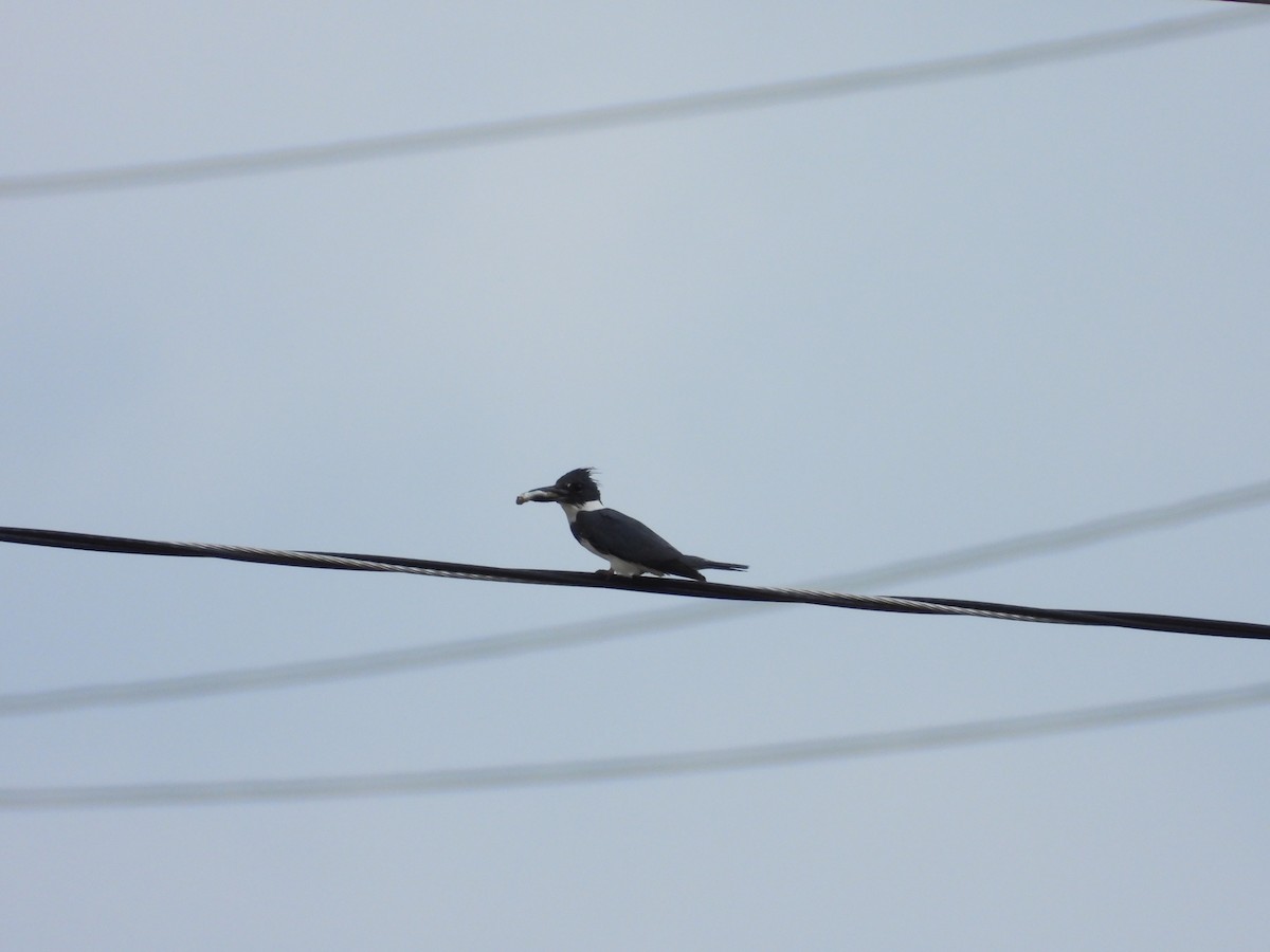 Belted Kingfisher - ML620805637