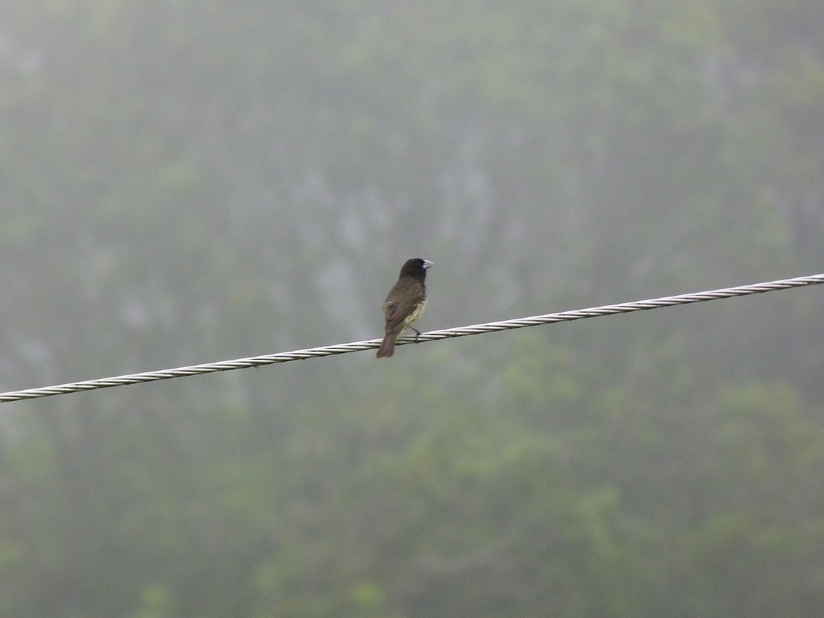 Yellow-bellied Seedeater - ML620805639