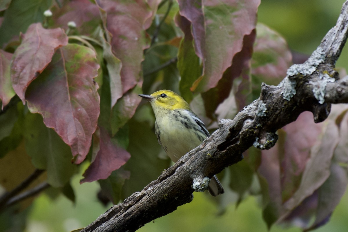 Black-throated Green Warbler - ML620805645