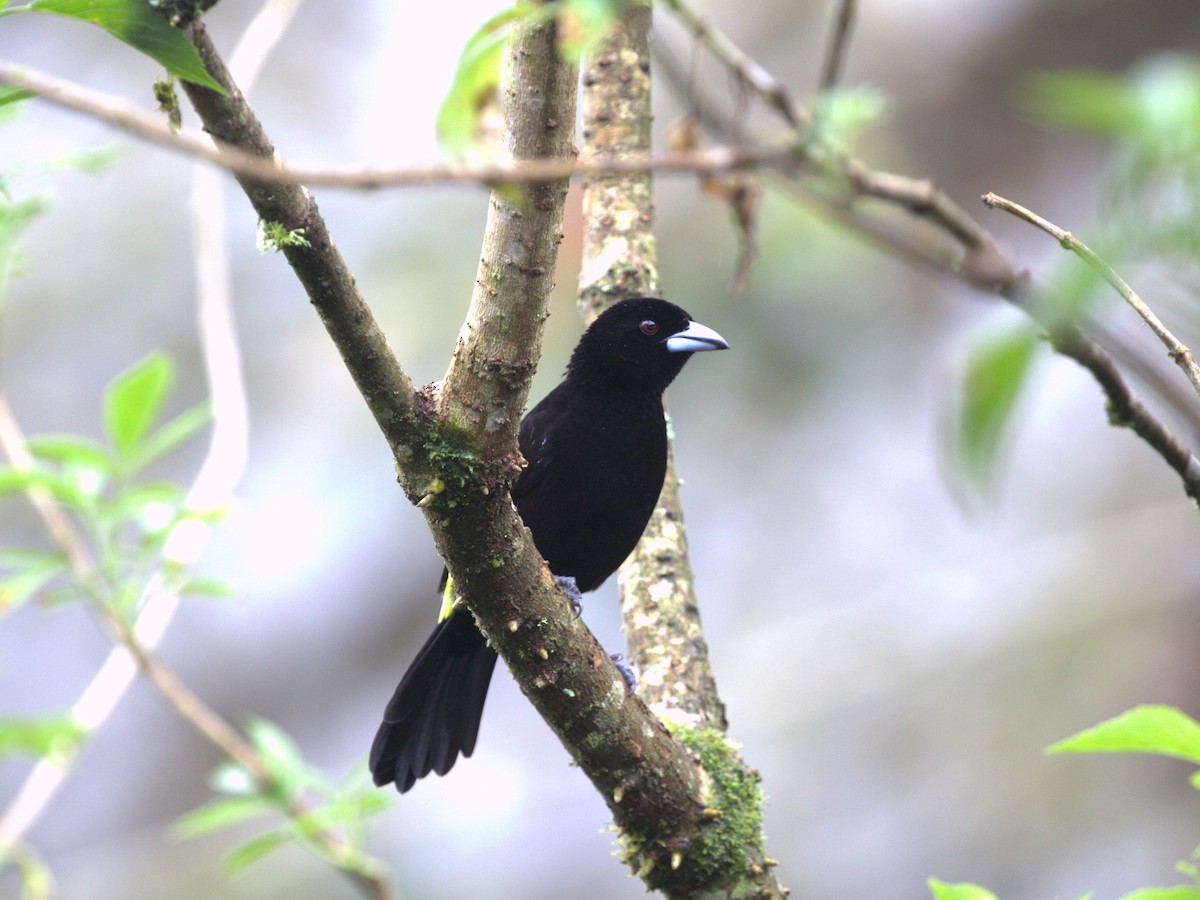 Flame-rumped Tanager (Lemon-rumped) - ML620805646