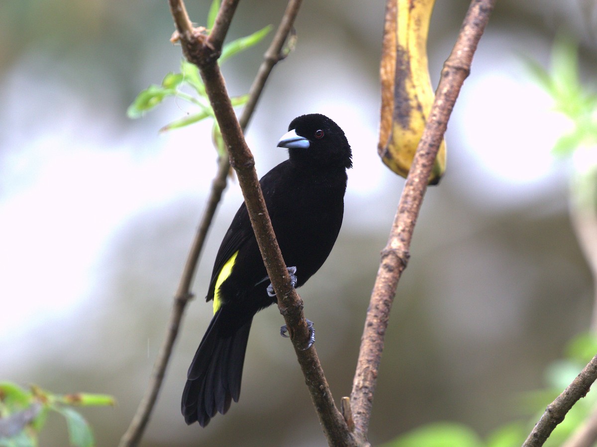 Flame-rumped Tanager (Lemon-rumped) - ML620805647