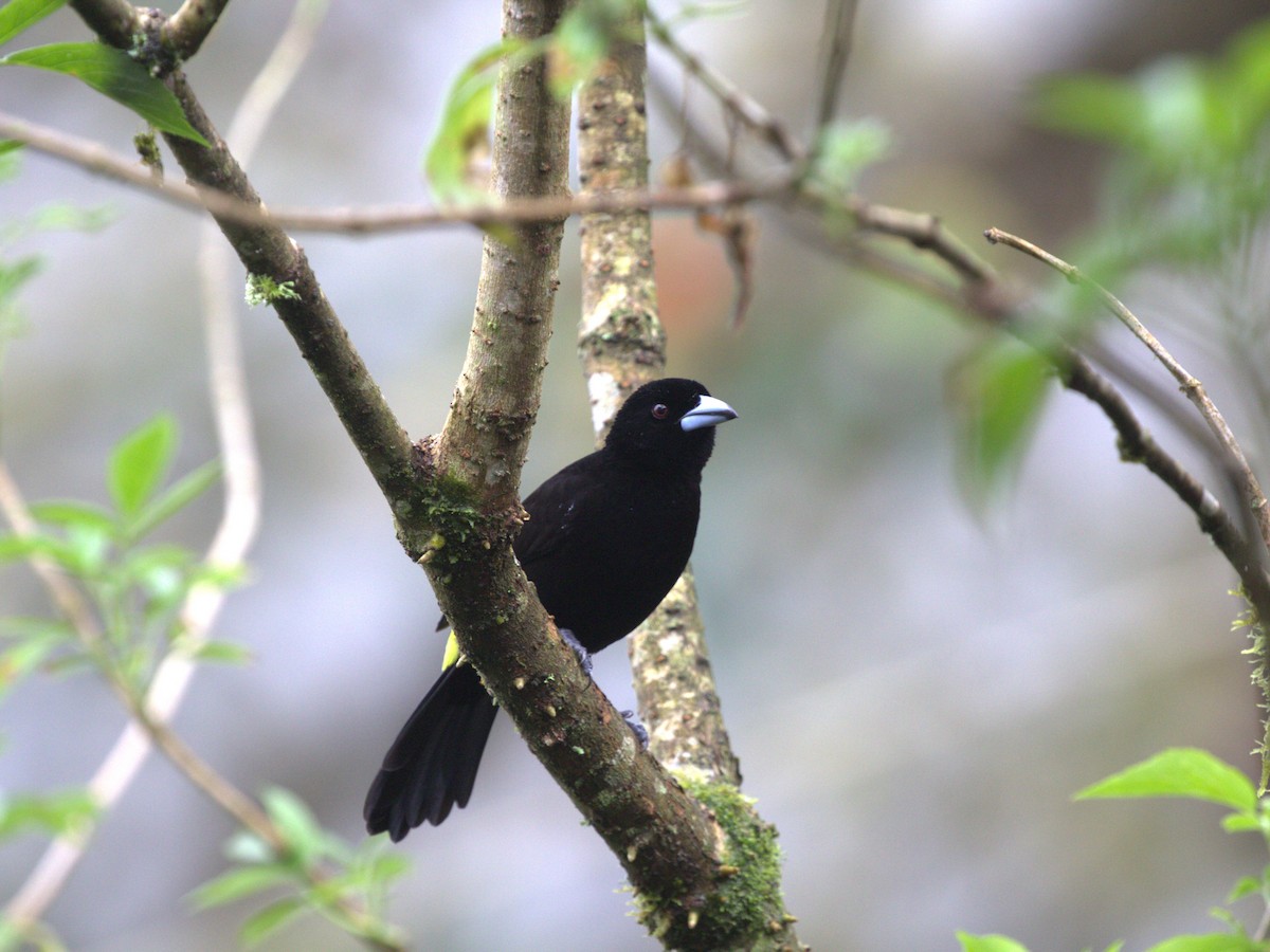 Flame-rumped Tanager (Lemon-rumped) - ML620805648