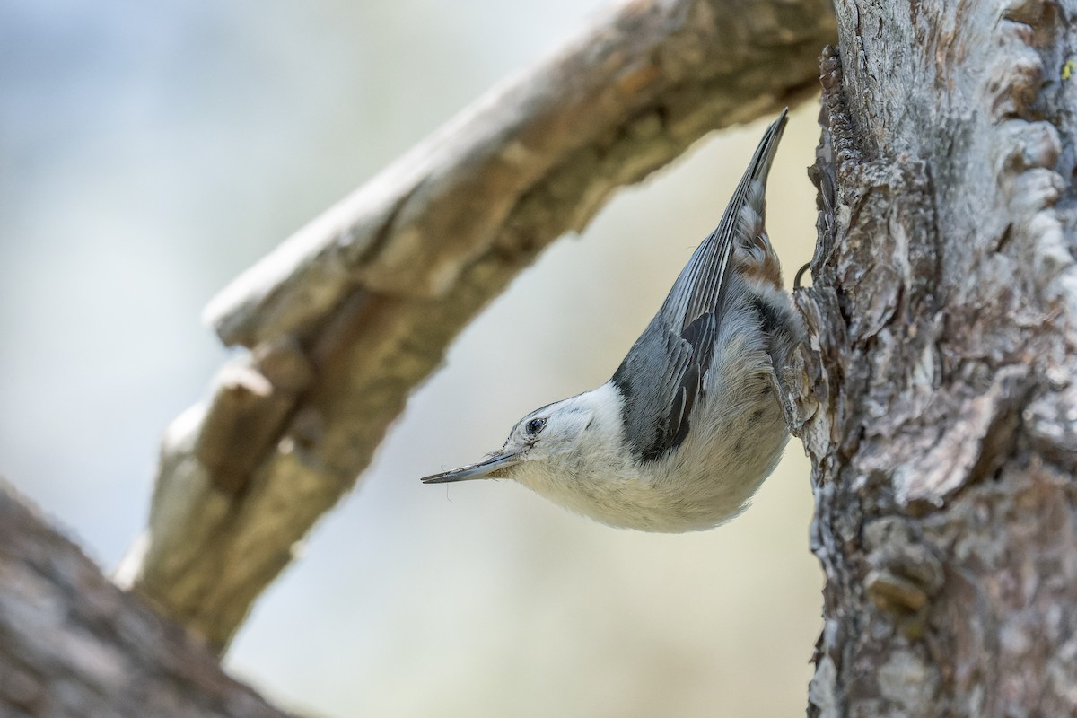 White-breasted Nuthatch - ML620805663