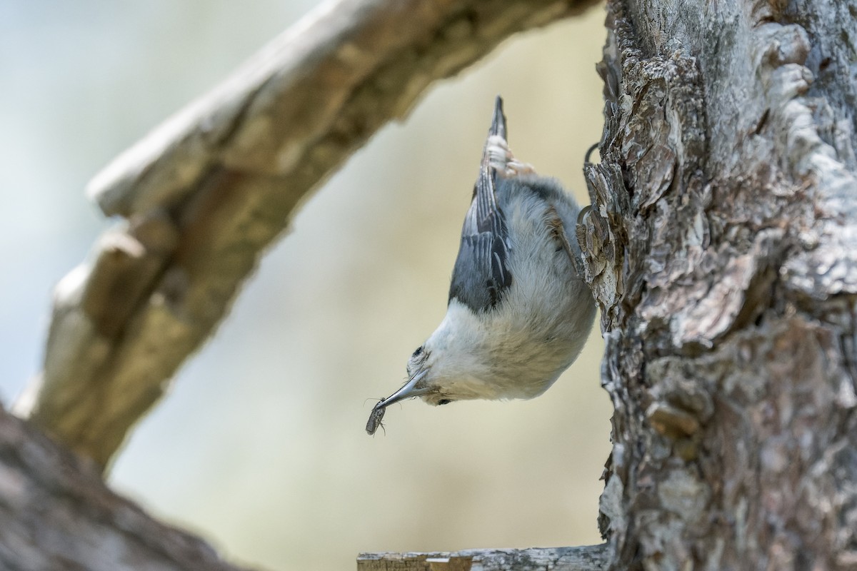 White-breasted Nuthatch - ML620805664