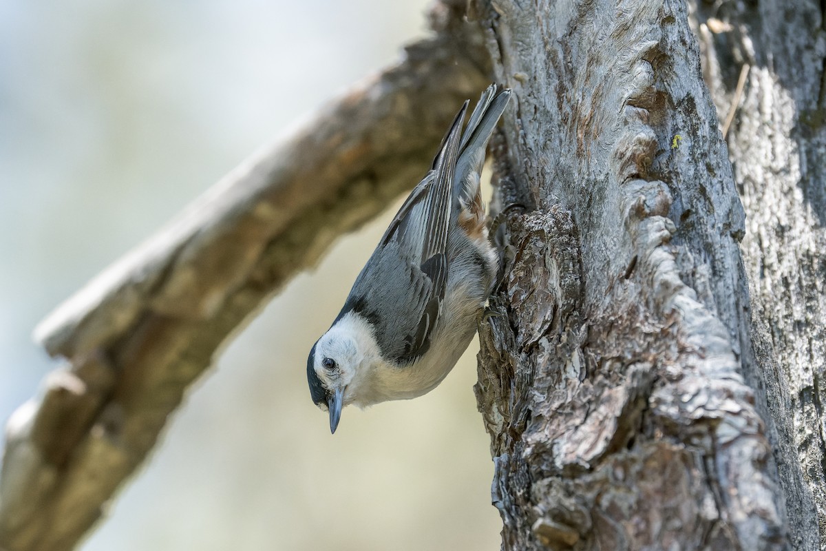 White-breasted Nuthatch - ML620805665