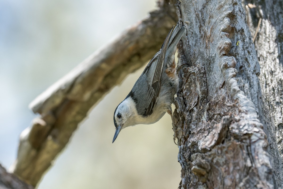 White-breasted Nuthatch - ML620805667