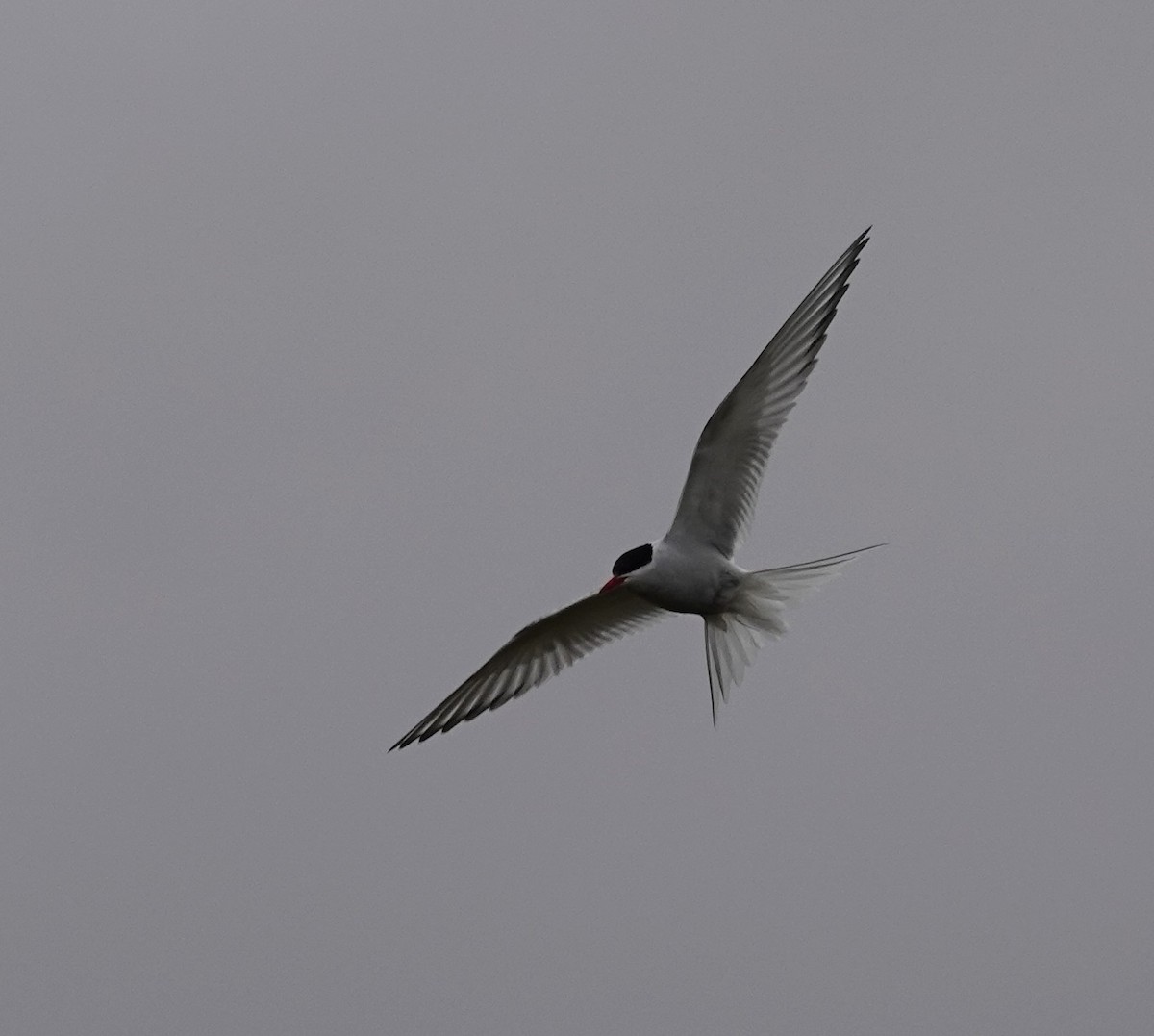 Arctic Tern - ML620805687