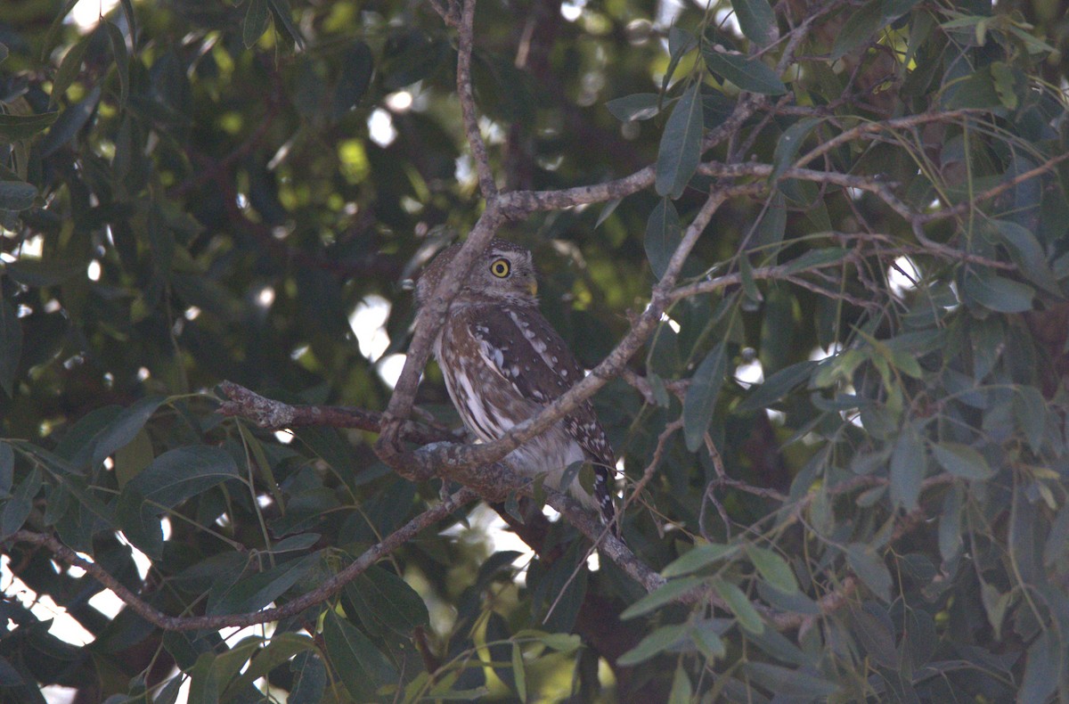 Pearl-spotted Owlet - ML620805688