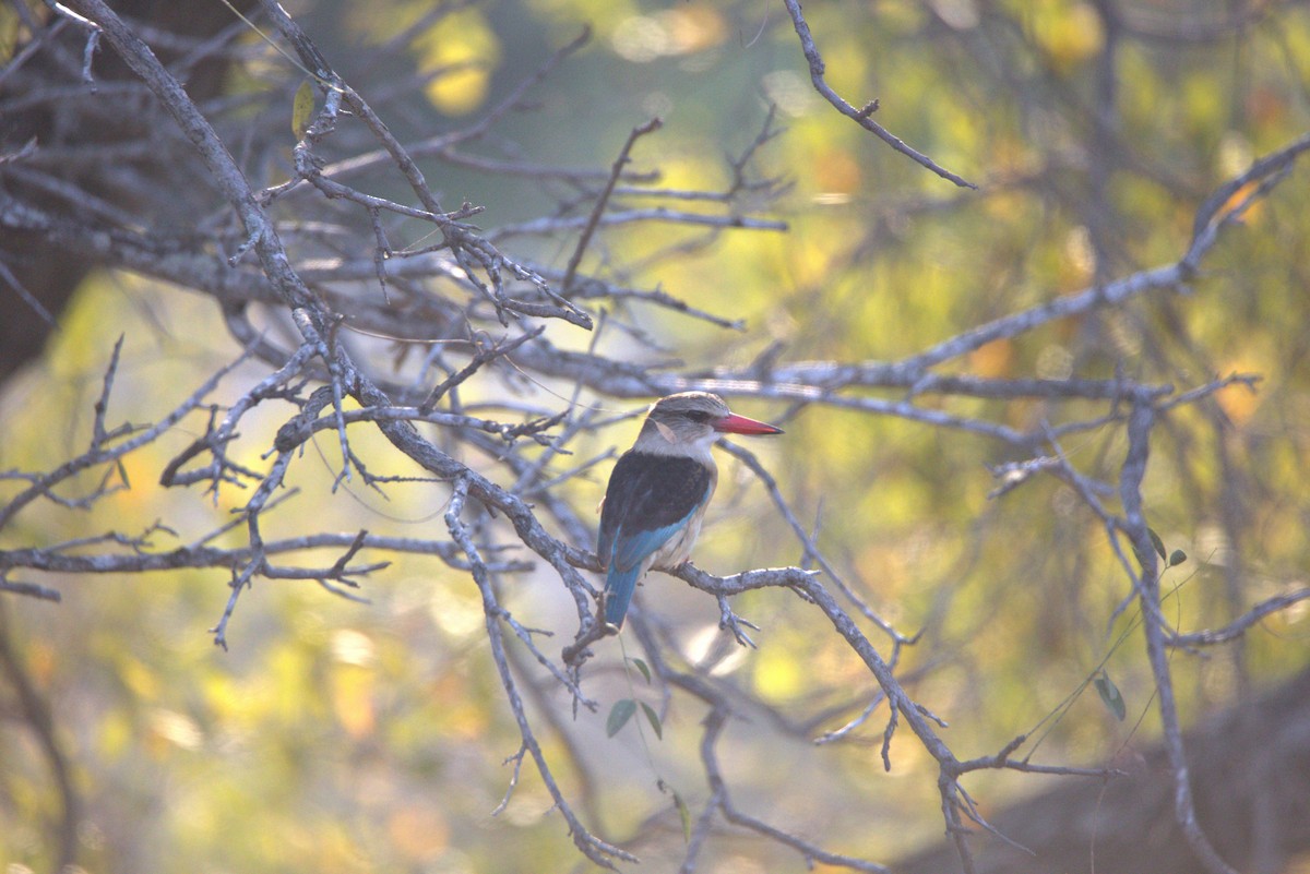 Brown-hooded Kingfisher - ML620805689