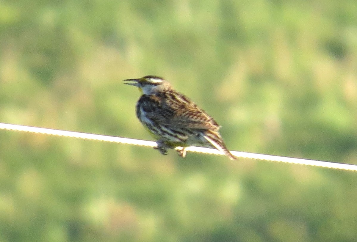 Eastern Meadowlark - ML620805691