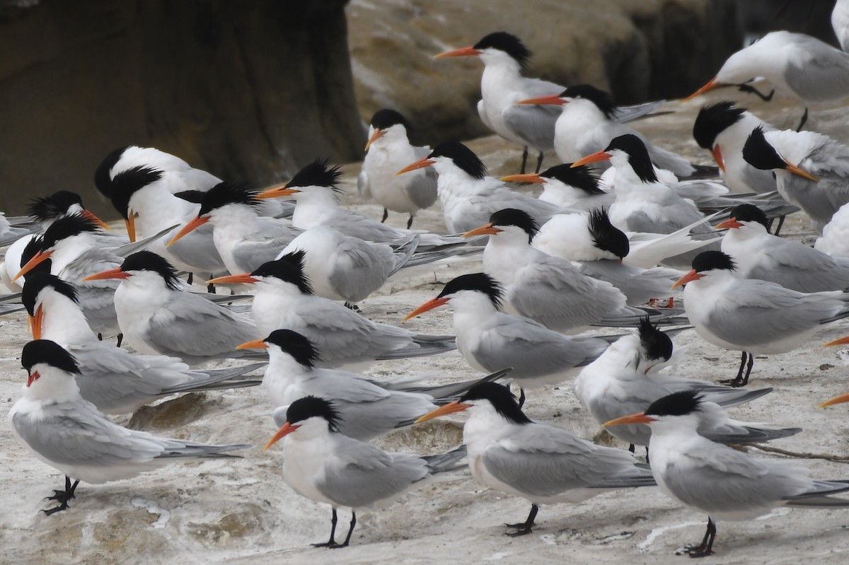 Elegant Tern - ML620805692