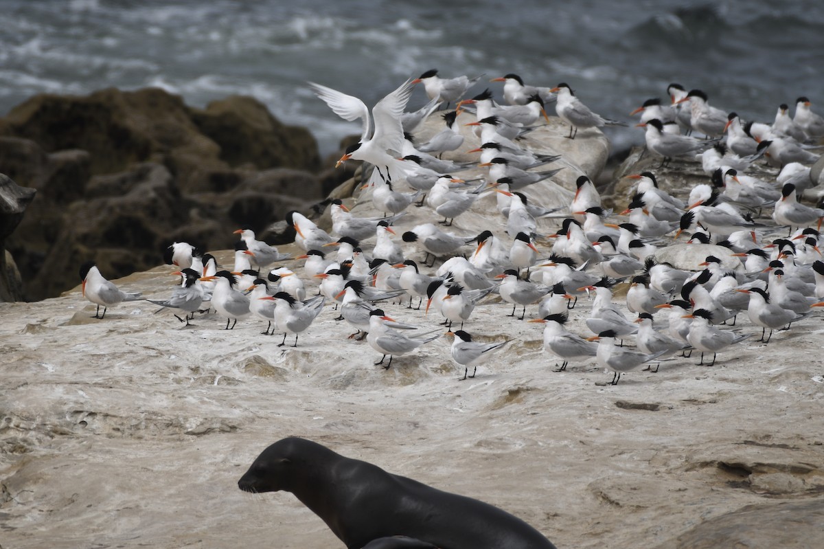 Elegant Tern - ML620805693